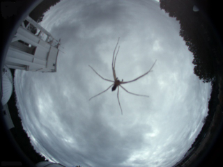 Illustration for article titled Who Needs Stars When You Can Gaze at Spiders Through Your Telescope?